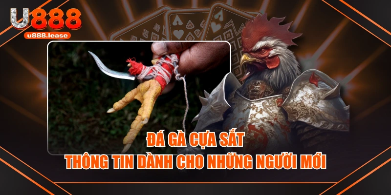Đá gà cựa sắt - Thông tin dành cho những người mới Đá gà cựa sắt - Thông tin dành cho những người mới