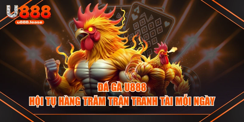 Đá Gà U888 - Hội Tụ Hàng Trăm Trận Tranh Tài Mỗi Ngày Đá Gà U888 - Hội Tụ Hàng Trăm Trận Tranh Tài Mỗi Ngày